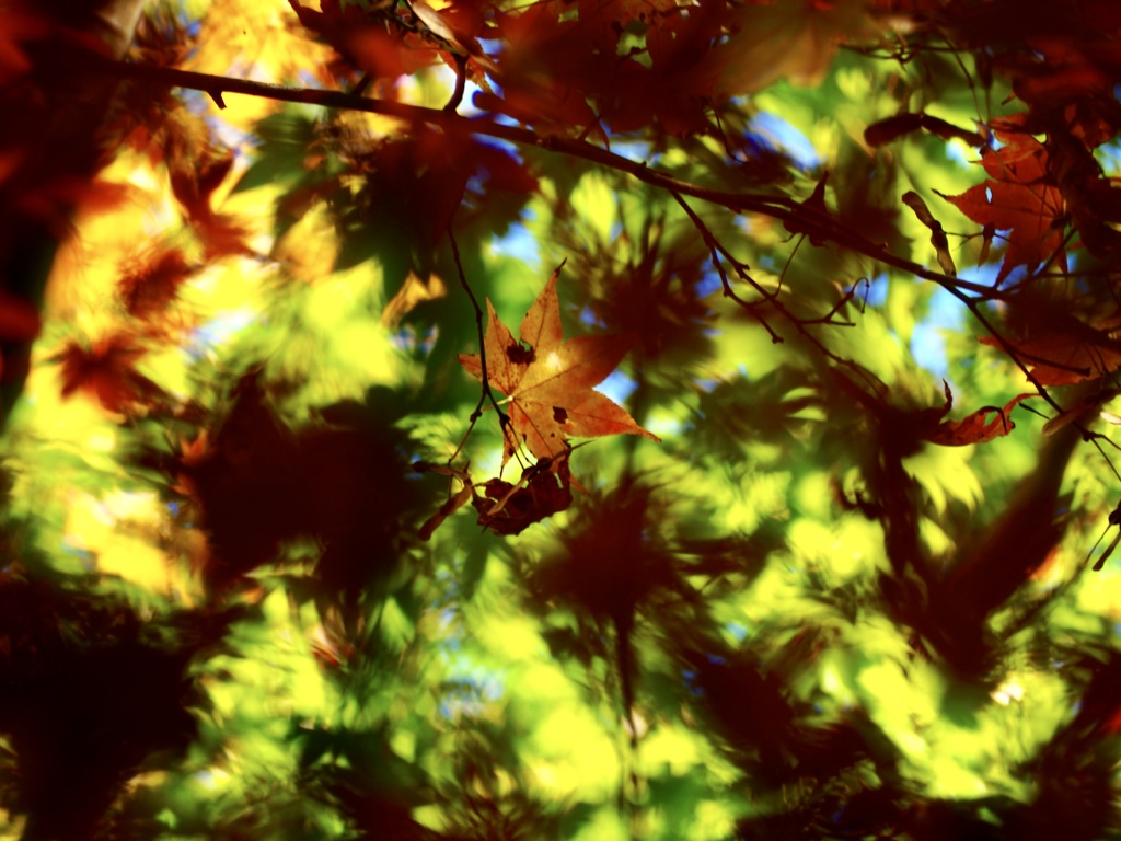 紅葉舞
