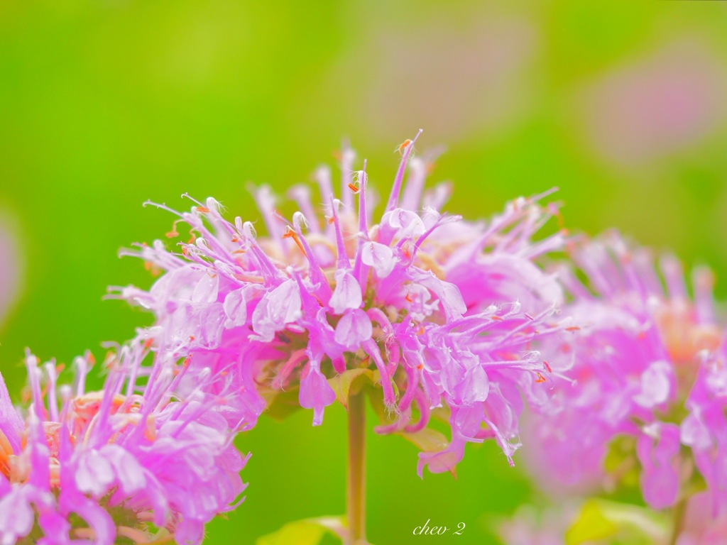 June wind color 53