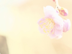 Spring has come! 40