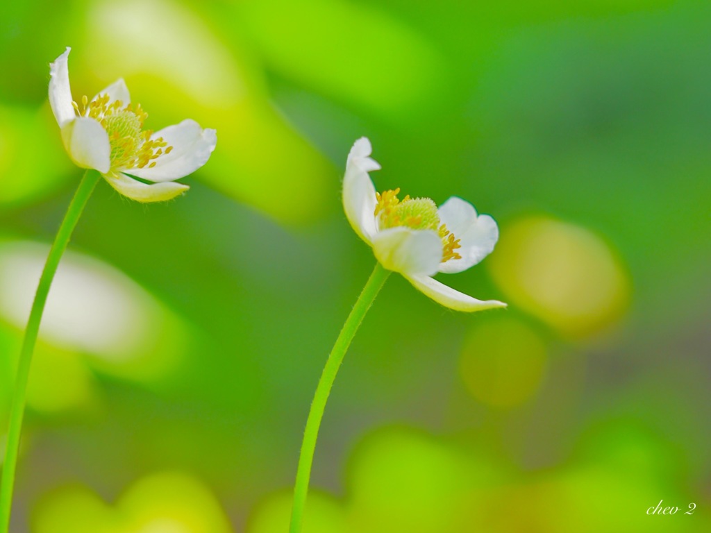 season of fresh green 50