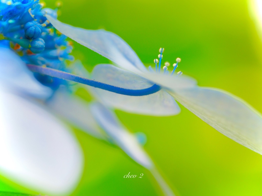 June wind color 45