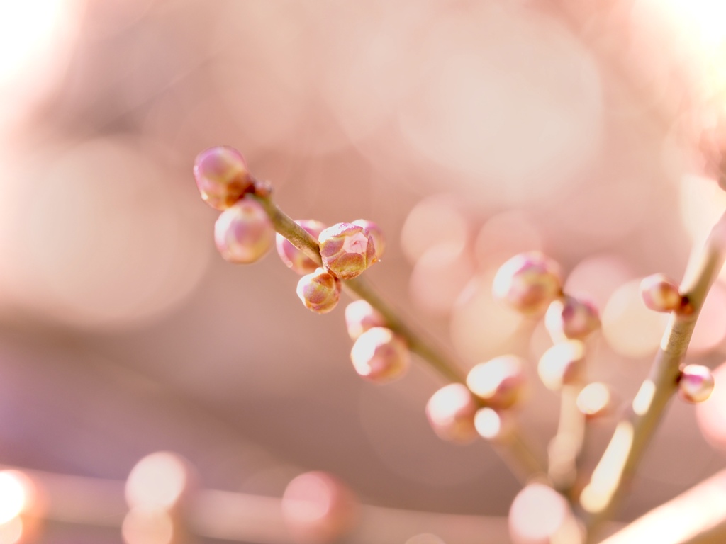 footsteps of spring7