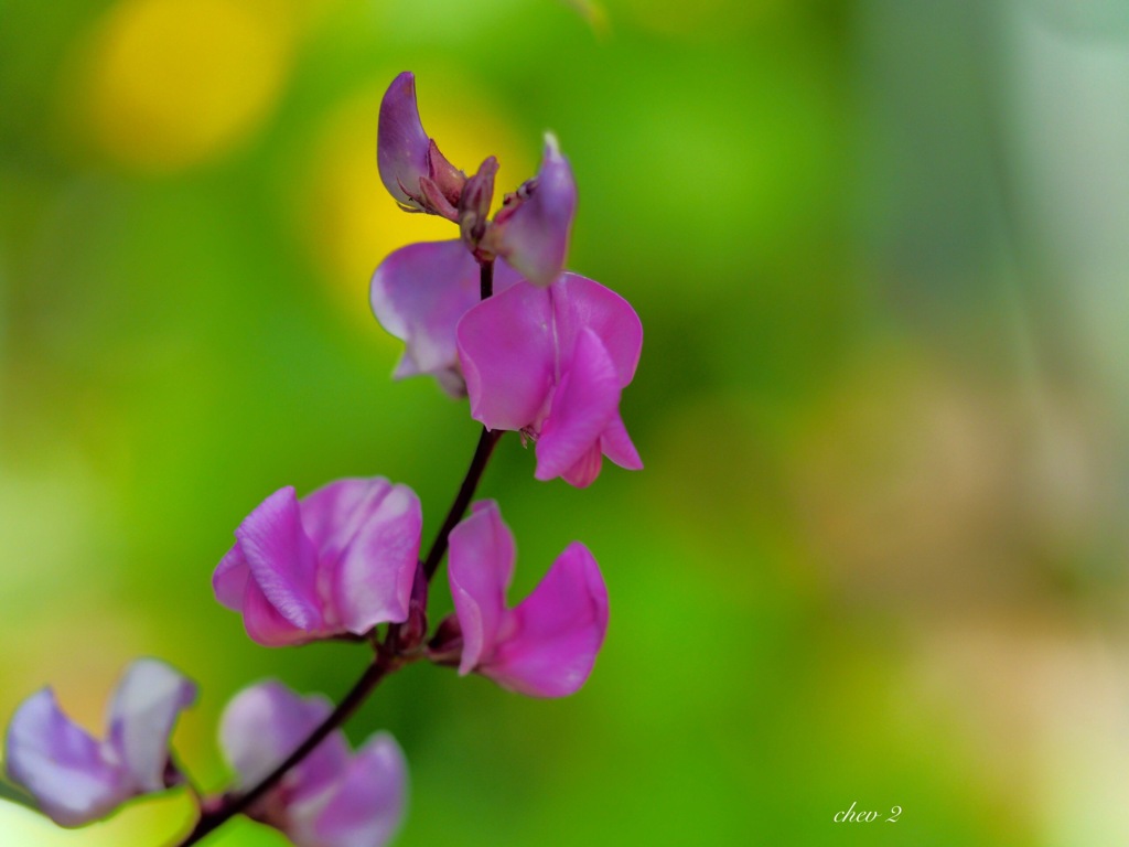 Swaying summer flowers 26