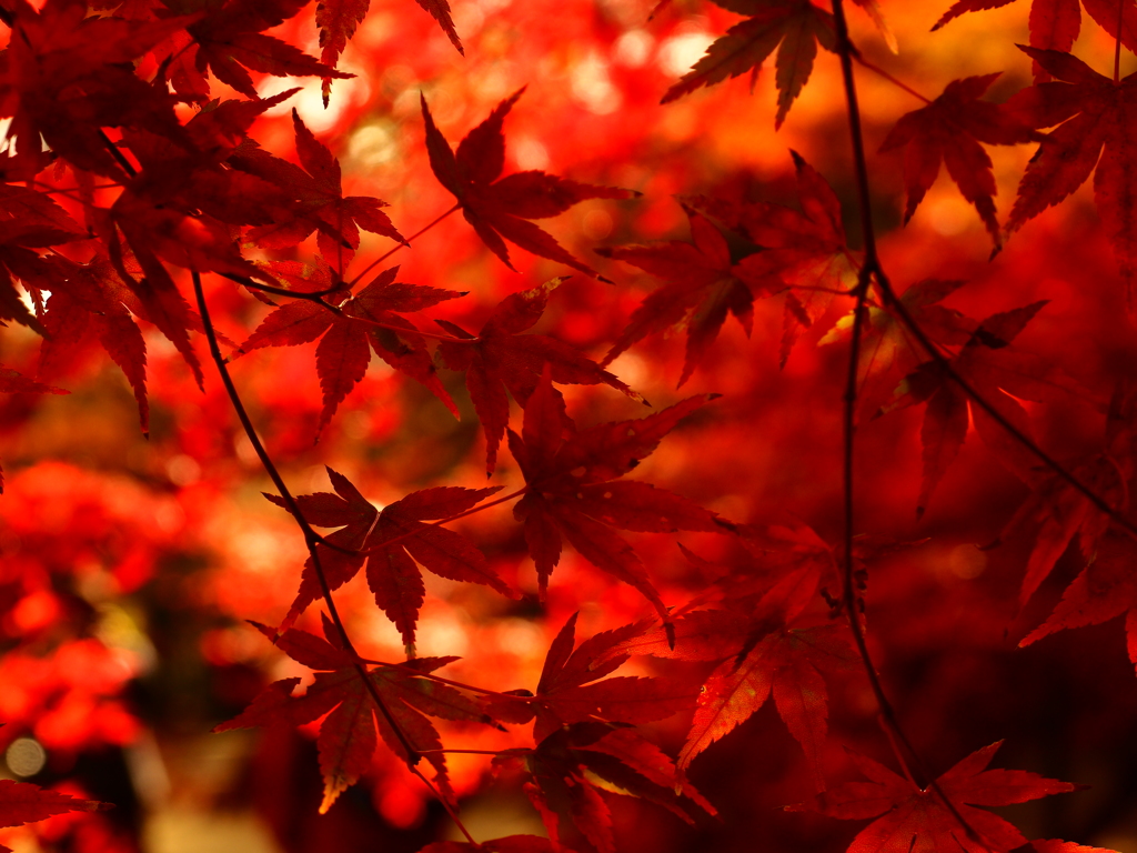平林寺 5