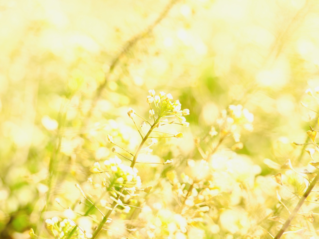 Spring has come! 56