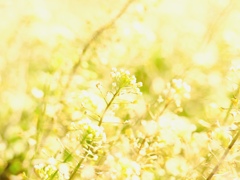 Spring has come! 56