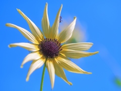 sunflower?