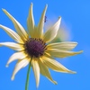 sunflower?
