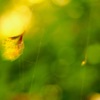 Autumn footsteps 28