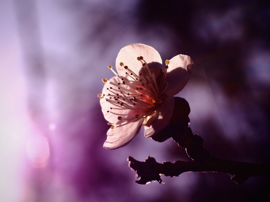 footsteps of spring19