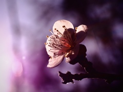 footsteps of spring19