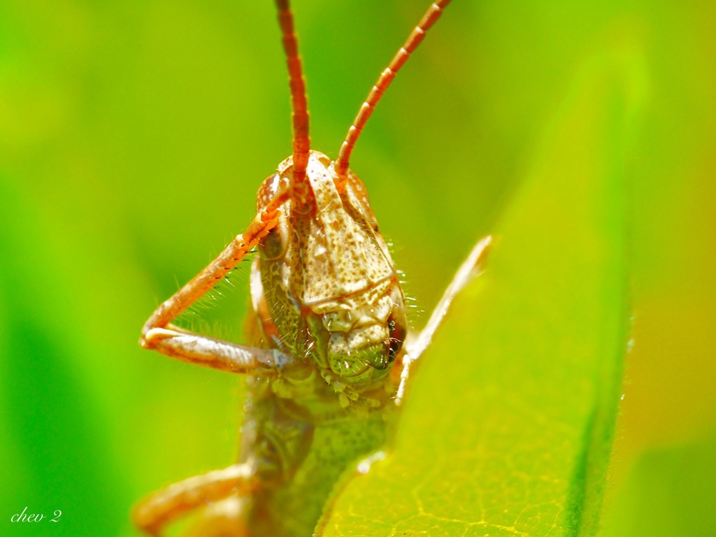 spring insects 37