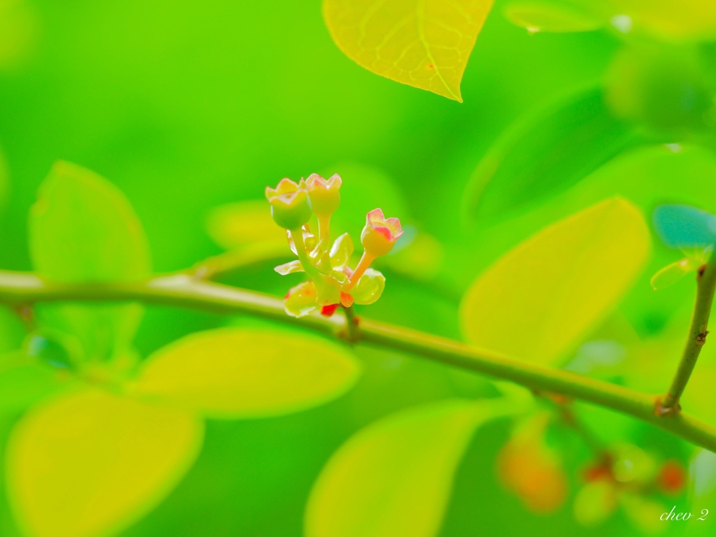 season of fresh green 57