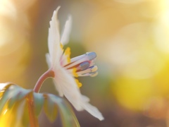 Spring explosion