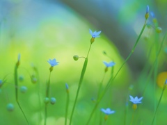 儚い気持ち