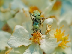 spring insects 39