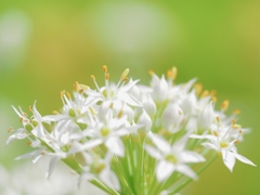 Allium tuberosum