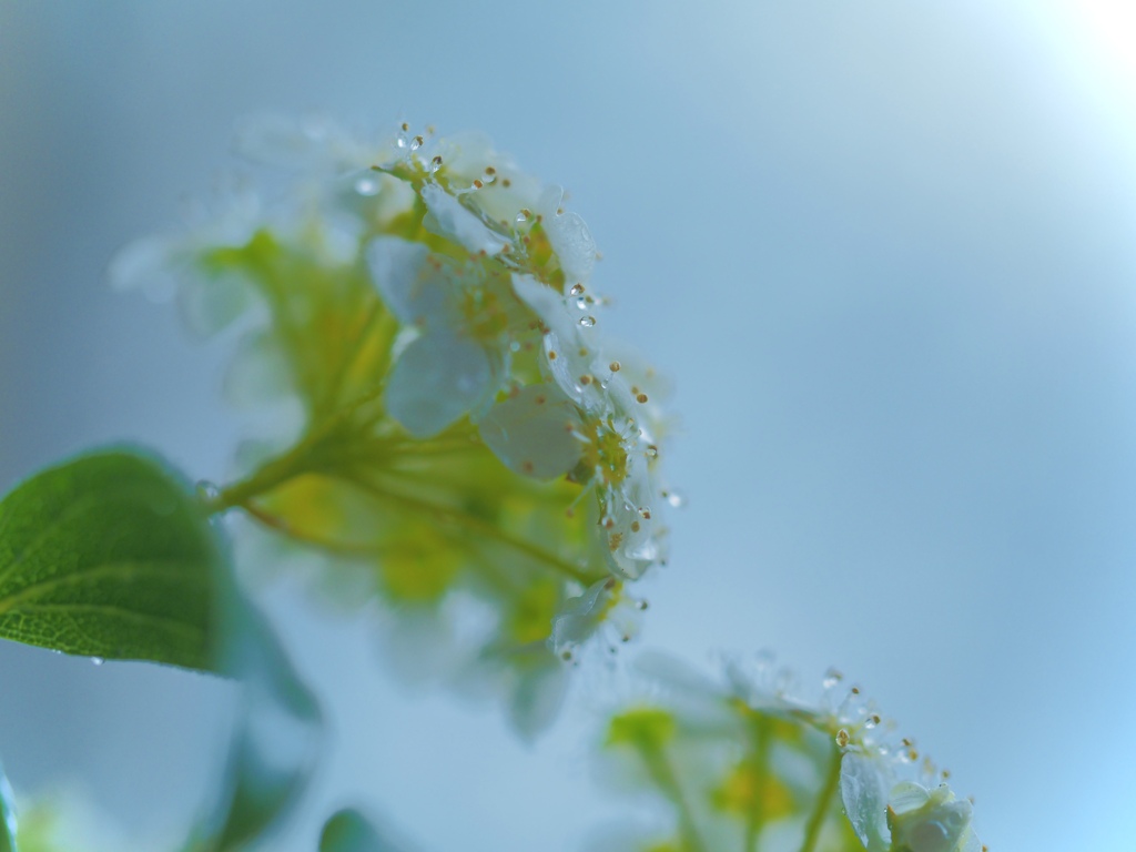 Drizzle