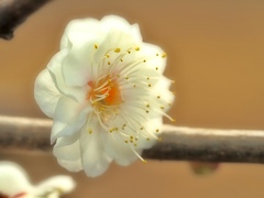 footsteps of spring71
