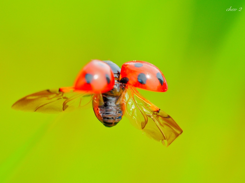 spring insects 26