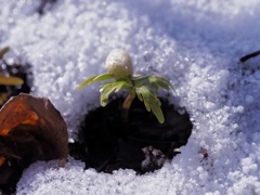 雪に負けるな！