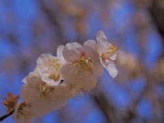 香りに満たされて Ⅱ