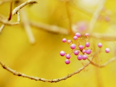 Japanese beautyberry