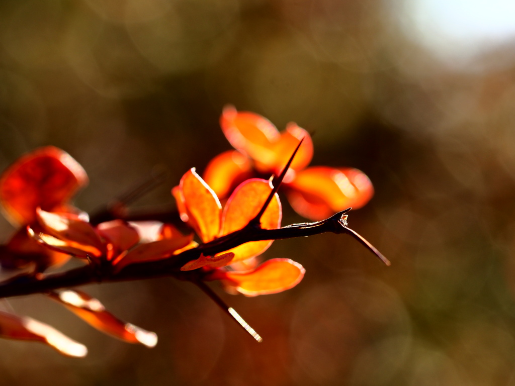 紅棘