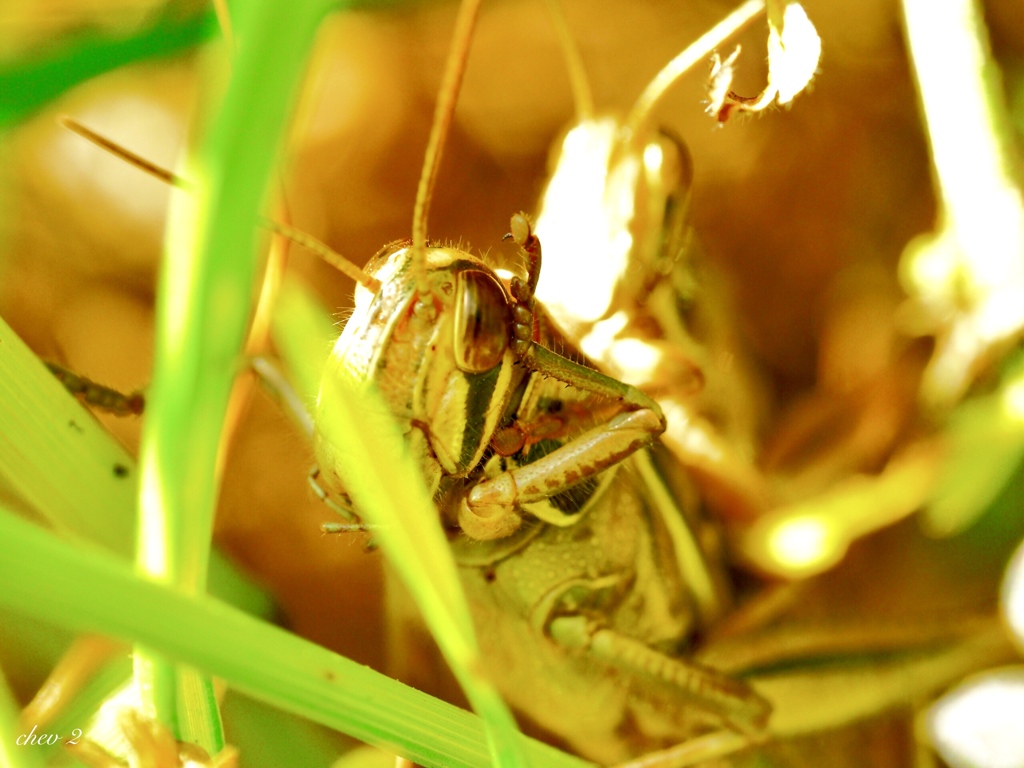 spring insects 37