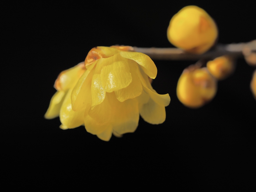 Spring has come! 64