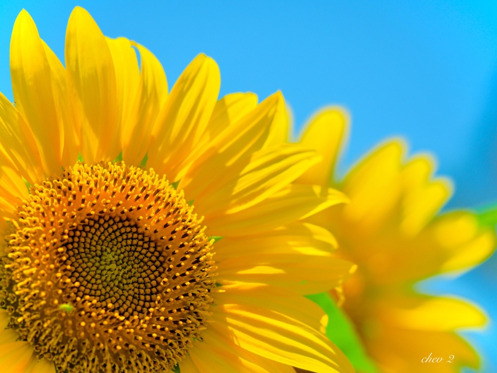 Swaying summer flowers 20