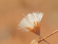 White brush