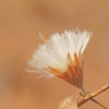 White brush