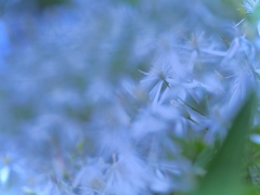 Sweet Autumn Clematis