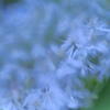 Sweet Autumn Clematis