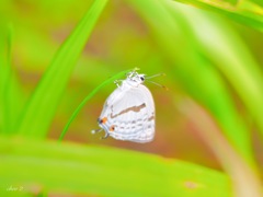 spring insects 44 【この子の名前を教えて下さい】
