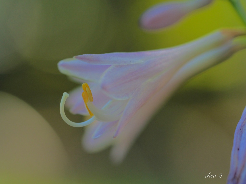 Swaying summer flowers 67