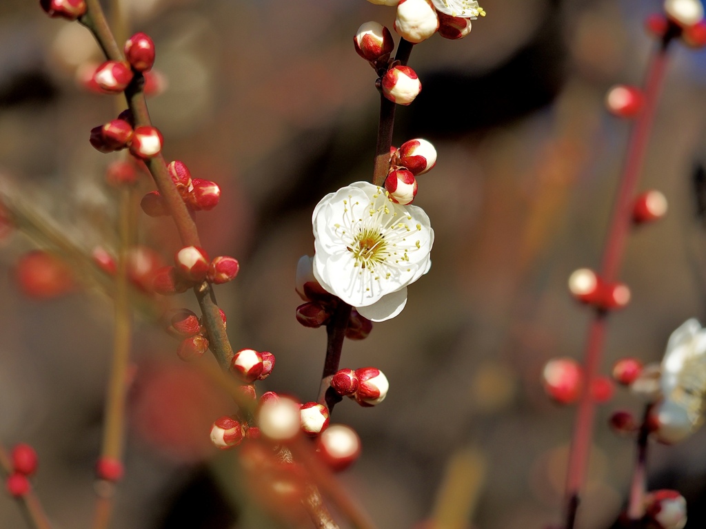 footsteps of spring62