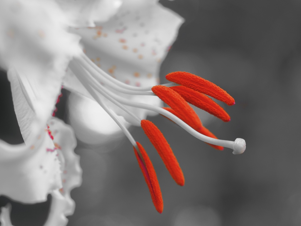 Ceramic Flowers