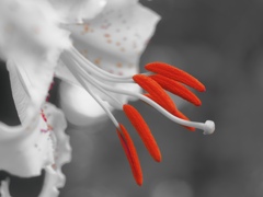 Ceramic Flowers