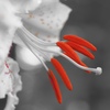 Ceramic Flowers