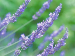 High Key Lavender