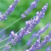 High Key Lavender