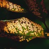 Autumn footsteps 29