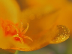 Pistil