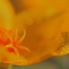 Pistil