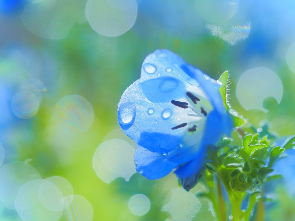 Drops shine