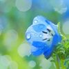 Drops shine