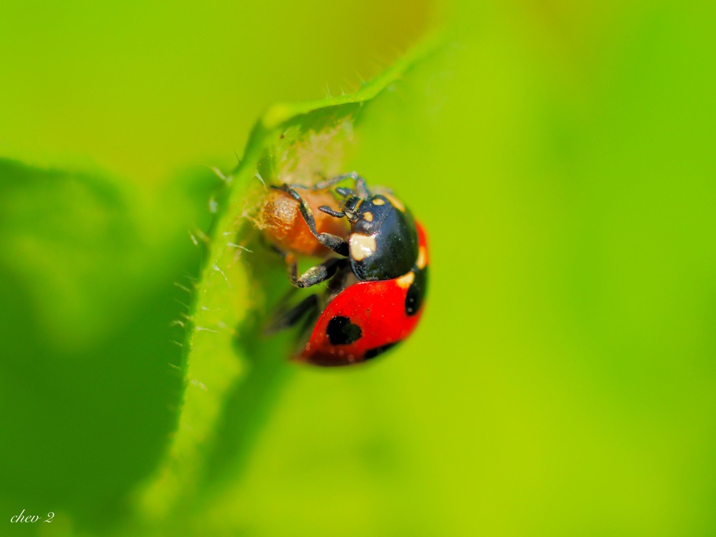 spring insects 10
