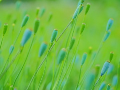 風に揺蕩う